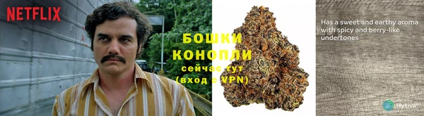 прущие грибы Богородск